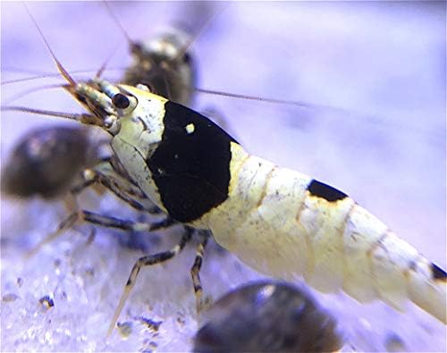 SHRIMPBROCO Live Freshwater Aquarium Tropical Dwarf Shrimp Neocaridina