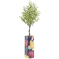 SIGNWIN Olive Tree with Blue Hummingbird and Multicolor Magnolia Flowers Birds Plants Minimalism Zen Colorful Ultra for Living Room, Bedroom, Office - X-Large 5 Feet (60
