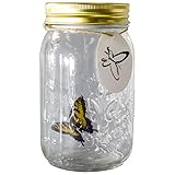 My Butterfly Collection Animated Butterfly in a Jar Yellow Swallowtail Figurine