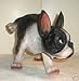BOSTON TERRIER PEEING DOG Statue figurine decor 12