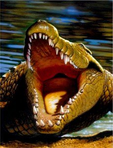 3226mgl Mordeduras De Cocodrilo Vertical Chris Hiett Arte De