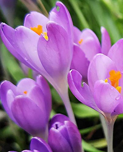 Radha Krishna Agriculture Crocus Saffron Blue Pretty & Aromatic Flower Bulb | Pack of 5 Bulbs for Gardening.