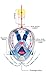 Wonice Esaytobreathe Full Face Snorkel Mask Set For Adult and Kids (Blue, S/M)