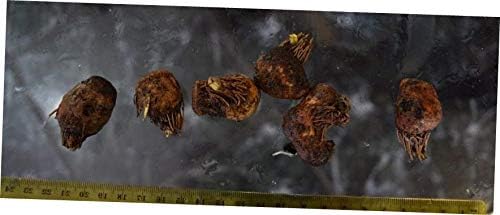 FDY 6 Bulbs Live Aquarium Plants Madagascar Lace Easy Grow - RK811