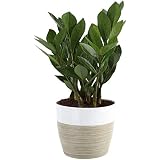 Costa Farms ZZ Live Plant in Decorative Pot, Easy to Maintain, Air Purifying Indoor Houseplant, Perfect for Home, Room, or Office Decor, Great House Warming or Birthday Gift, 12-20 Inches Tall