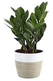 Costa Farms ZZ Zamioculcas zamiifolia, Indoor Plant, 12-Inch Tall, White-Natural Décor Planter