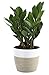 Costa Farms ZZ Zamioculcas zamiifolia, Indoor Plant, 12-Inch Tall, White-Natural D&eacute;cor Planter primary
