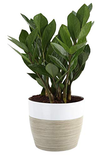 Costa Farms ZZ Zamioculcas zamiifolia, Indoor Plant, 12-Inch Tall, White-Natural Décor Planter