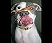 Chewerz Chicken Jerky Dog Treats - Made in USA Only - Best Pet Snacks Since Homemade - Only #1 Ingredient - All Natural Strips of Premium USDA Grade A Chicken Breast (8oz)