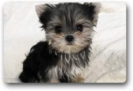 black morkie