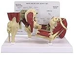 Human Mini-Muscled Joint Anatomical Model Set #1900
