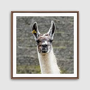 Framed Canvas Wall Art Alpaca Canvas Prints Home Artwork Decoration for Living Room,Bedroom - 16x16 inches