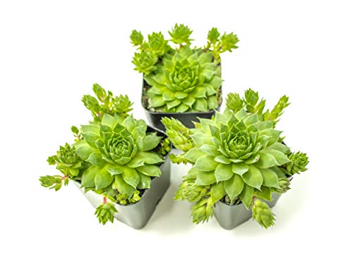 3 Pack+Live+Sempervivum+Houseleek+Geometric+Rosette