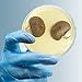 Malt Extract Agar Plates - Evviva Sciences - Great for Mushrooms, Molds, Fungus - 10 Prepoured MEA Petri Dishes - Also Great for Science Fair Projects!