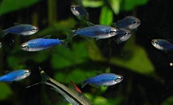 Amazon 熱帯魚 カラシン インパクティスケリー スーパーブルー 1 5cm 4匹 増子水景 観賞魚 水中生物 通販