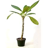 9GreenBox - Dwarf Singapore Pink Plumeria - 5'' Pot
