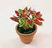 The Best Buy 2 of Dollhouse Miniature Christmas /Poinsettia Tree in Terracotta Pot 1:12 Scale