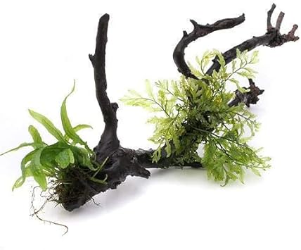Amazon 水草 巻きたて ボルビティス ミクロソリウム付 枝状流木 ｌサイズ 約２５ｃｍ 無農薬 １本 北海道航空便要保温 Charm チャーム 生体水草 通販