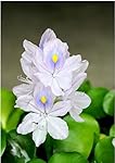Water Hyacinth Eichornia crassipes - Floating Live Pond Plant - Lot of 3