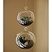 WGV Hanging Terrarium Globe, Width 4