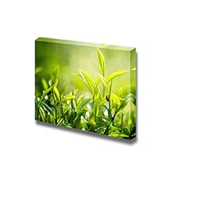 Close Up of Green Tea Leaves Plants Photograph...