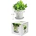 Window Garden Rustic Charm 6” Planter - Fine Home Décor Ceramic Indoor Decorative Pot. for or Herbs, Flowers, Succulents. Beautifully Packaged, Great Gift for Mom, Office, Holiday.