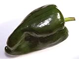 Ancho Pablano Pepper 4 Plants - Most popular Chile