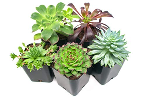 3 Succulent+Plants+Planter+Succulents+Pets