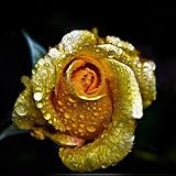 Wintefei 150Pcs/1 Pack Rare Golden Rose Flower Seeds Garden Yard Bonsai Home Decoration
