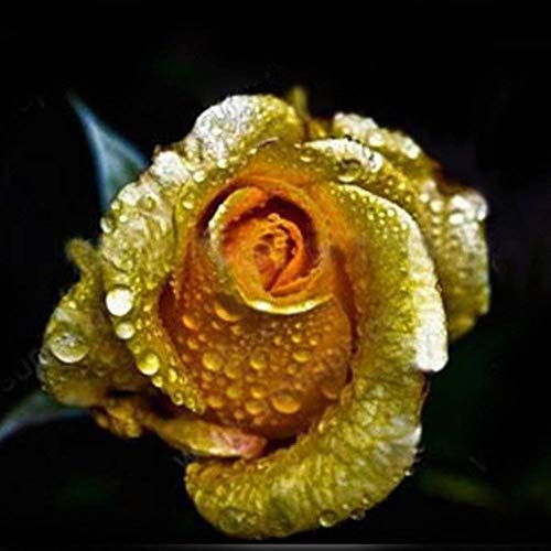 Wintefei 150Pcs/1 Pack Rare Golden Rose Flower Seeds Garden Yard Bonsai Home Decoration