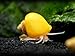 Aquatic Arts 5 Live Gold Mystery Snails Freshwater Aquarium Species/Real Living Glass Fish Tank Clearer | Nano Pets/Natural Decorations