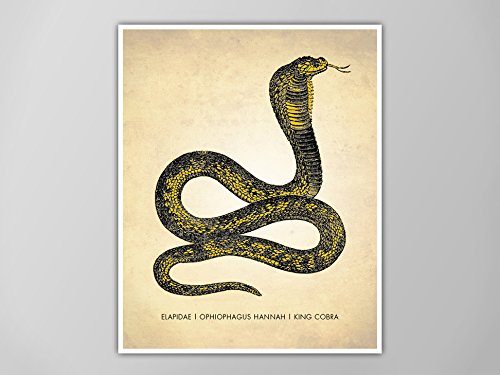Amazon Com King Cobra Art Print Cobra Snake Scientific Art Print