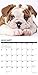 Just Bulldog Puppies 2020 Wall Calendar (Dog Breed Calendar)