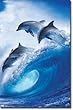 Bottlenose Dolphins, Caribbean Photographic Poster Print by Stuart Westmoreland, 30x40