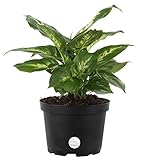 Costa Farms Dieffenbachia, Dumb Cane, Live Indoor Plant, 12 to 15-Inches Tall, Ships in Grow Pot, Fresh From Our Farm, Excellent Gift
