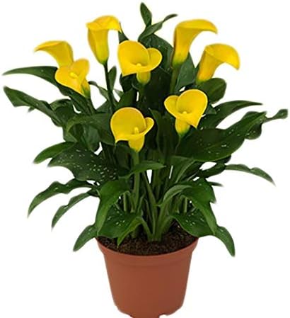 MelysUS 20 PCS Calla Lily Flower Seeds Peace Lily Spathiphyllum, Tabletop Plant, Garden Flower Bonsai Seeds Flowers