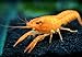 Aquatic Arts 1 Juvenile Neon Red Crayfish | Live Freshwater Aquarium Lobster/Crawfish/Crawdad/Real Living Fish Tank Pet