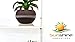 Sunshine Innovations Limited TIME for First TIME Selling ON Amazon Indoor Window Plant Shelves | for Plants, Herbs, Flowers & Decor | 2 Adjustable Acrylic Shelves