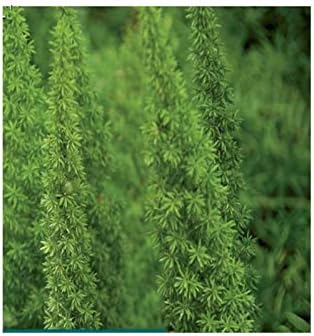 Verdecora - Esparraguera: Amazon.es: Jardín