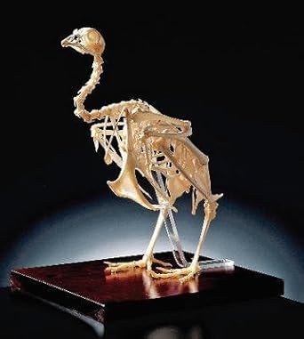 470027 936 Chicken Skeleton Chicken Skeleton Each Amazon Com Industrial Scientific