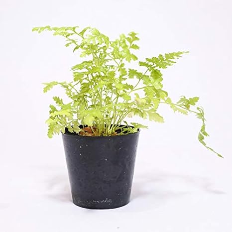 Amazon Co Jp コケのインテリア コケリウム テラリウム シダ植物 山野草 苔盆栽 苔玉 レザーファン レザーリーフファン ホーム キッチン
