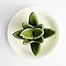 HOME SMILE Ceramic Aloe Tropical Ring Holder Dish for Jewelry, Engagement Wedding Ring Organizer Trinket Trays