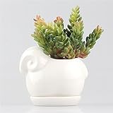 Kawaii Sheep Ceramic Succulent Plant Flower Pot Flowerpot Planter Ivory white with Tray Small 4.7 x 2.9 x 3.1 inches