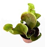 9GreenBox - Sarracenia Carnivorous Pitcher Plant - 3