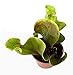 9GreenBox - Sarracenia Carnivorous Pitcher Plant - 3" Pot