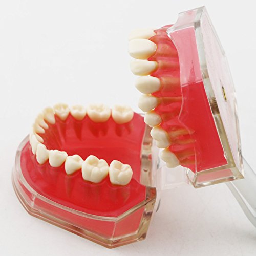 3 Dentalmall%25C2%25AE+Dental+Demonstration+teeth+Model