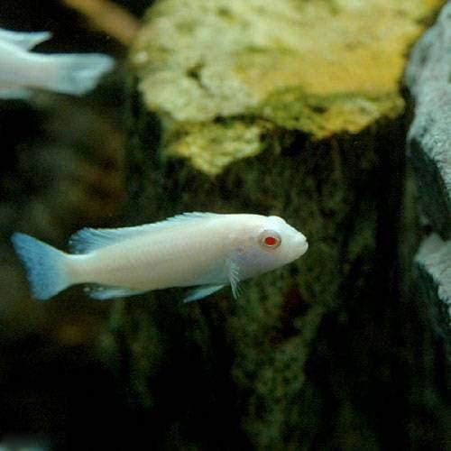 Amazon 熱帯魚 スノーホワイト シクリッド ８匹 北海道 九州航空便要保温 Charm チャーム 観賞魚 水中生物 通販