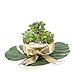 Supla 3 Pcs Assorted Green Artificial Succulent Cactus Echeveria Plants Unpotted Faux Succulent Cactus Desert Plants Flower Foliage for Succulents Wreath Floral Arrangement