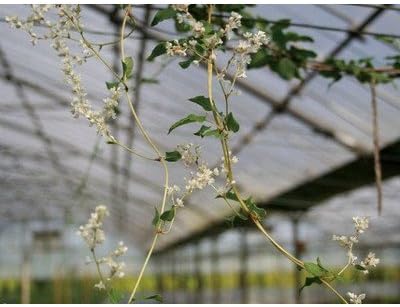 Amazon 落葉樹 ナツユキカズラ 大株 緑のカーテン ツル性植物 白花 つる性 落葉 低木 花