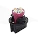 Partsam T10 194 2825 LED Light Bulb 168 LED Bulbs Bright Instrument Panel Gauge Cluster Dashboard LED Light Bulbs Set Lighting Indicator Lamps 10Pcs-Pink